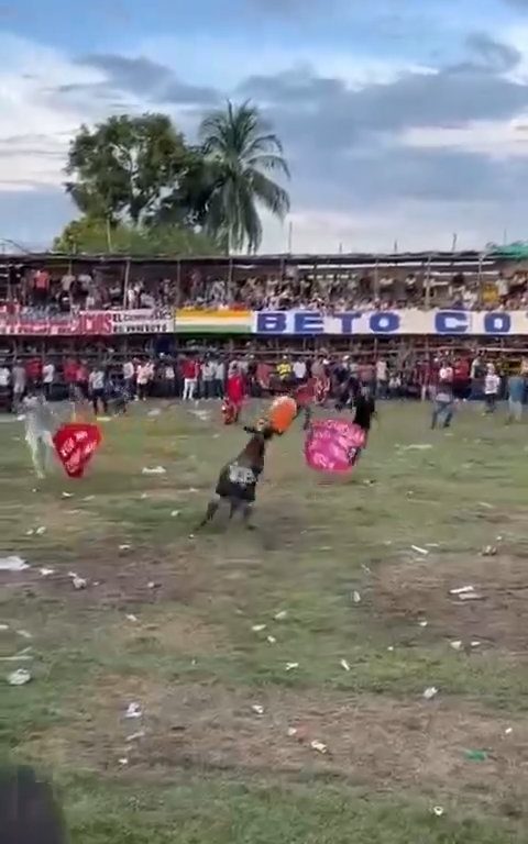 Trágica corrida de toros, hombre intenta saltar sobre el toro y muere corneado impactante video