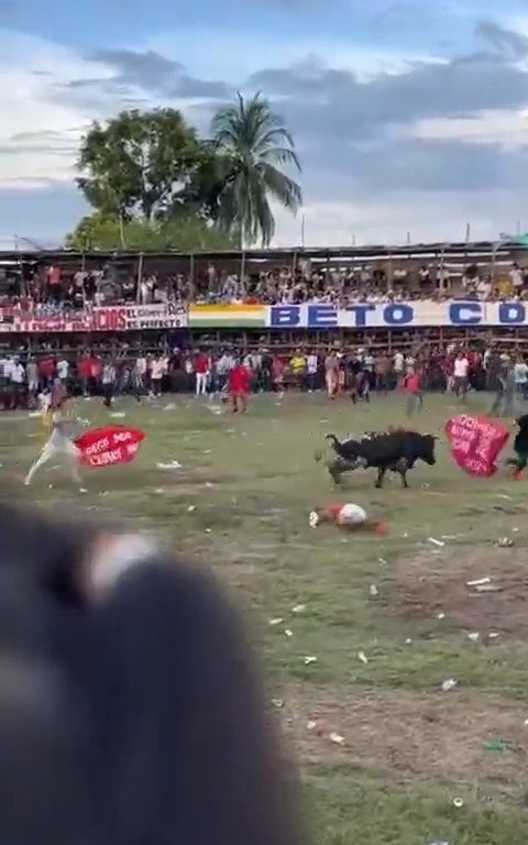 Trágica corrida de toros, hombre intenta saltar sobre el toro y muere corneado impactante video