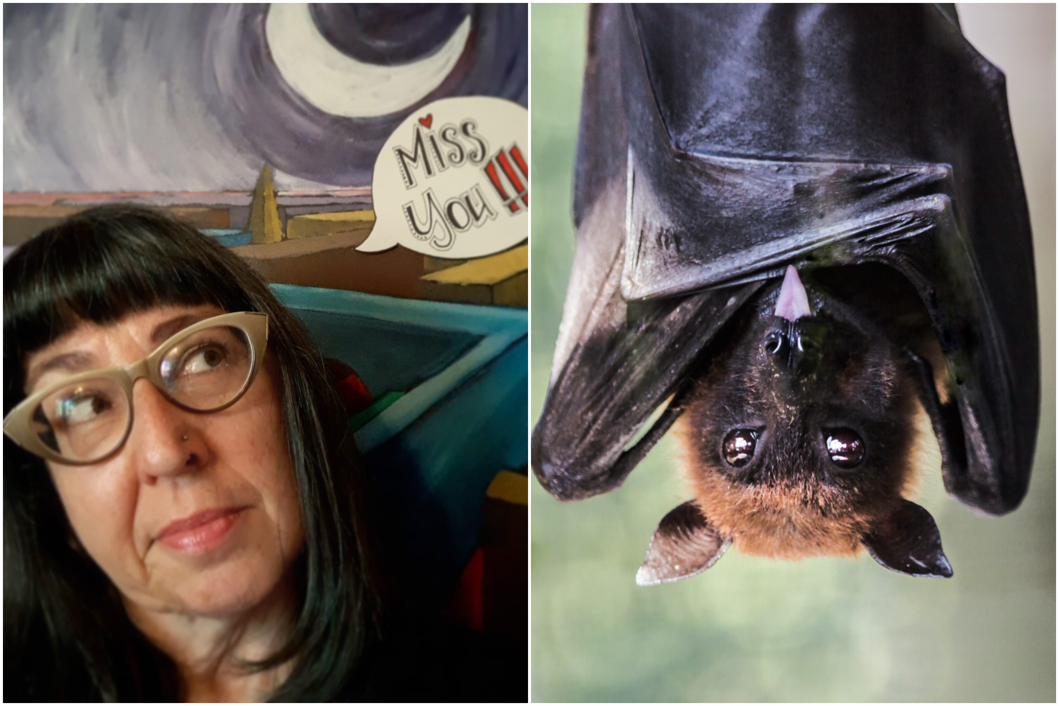 Pipistrello morde insegnante in aula: la donna è morta per la rabbia