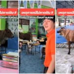 Kuh bricht ins Klassenzimmer ein und erschreckt die Schüler: Das Video geht viral