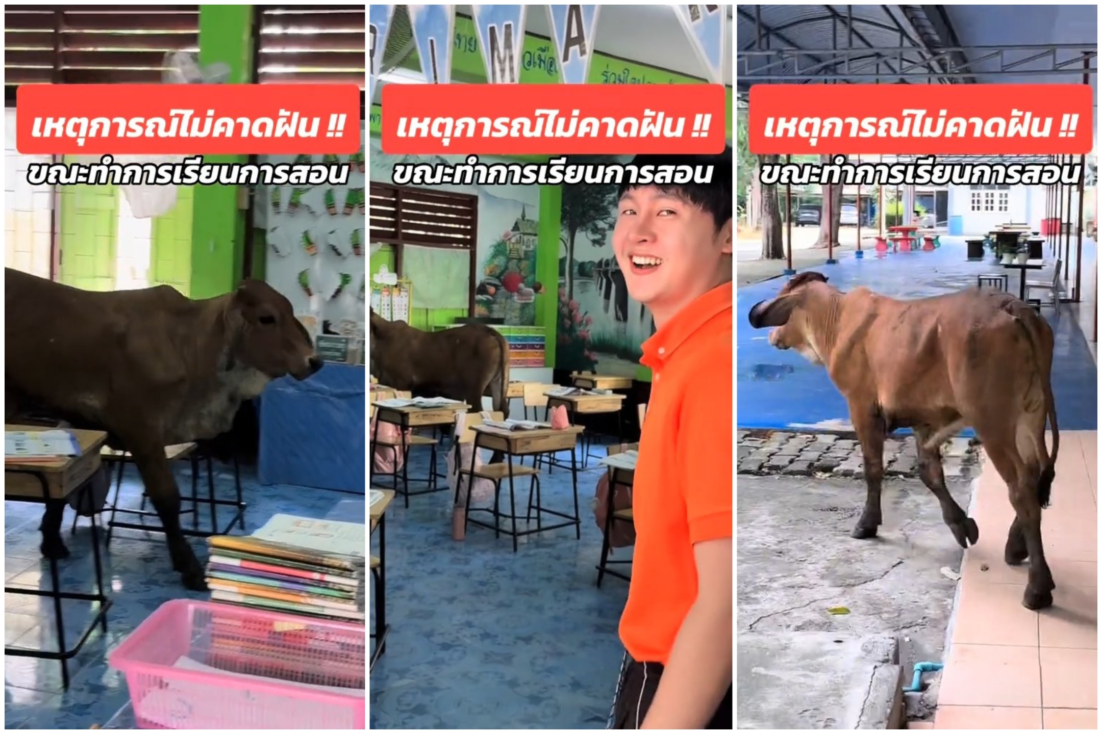 Une vache fait irruption dans la classe et fait peur aux élèves : la vidéo devient virale