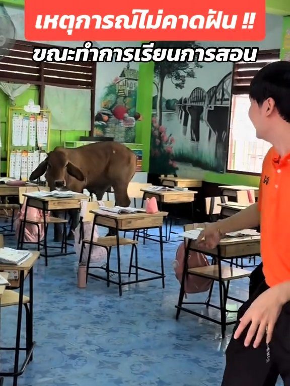 Une vache fait irruption dans la classe et fait peur aux élèves : la vidéo devient virale