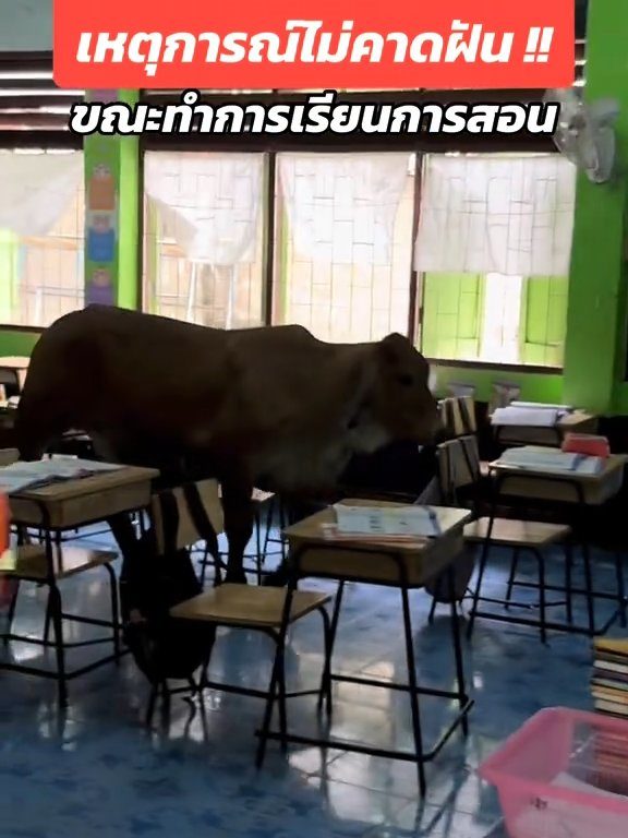 Une vache fait irruption dans la classe et fait peur aux élèves : la vidéo devient virale