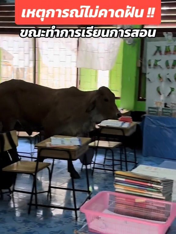 Une vache fait irruption dans la classe et fait peur aux élèves : la vidéo devient virale