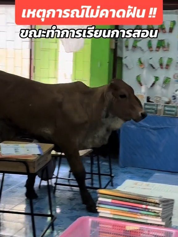 Une vache fait irruption dans la classe et fait peur aux élèves : la vidéo devient virale