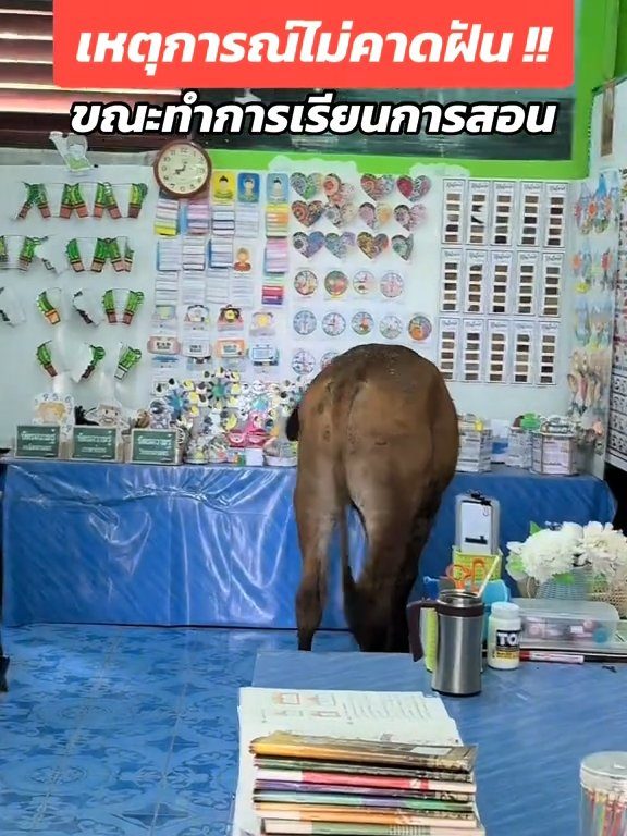 Une vache fait irruption dans la classe et fait peur aux élèves : la vidéo devient virale