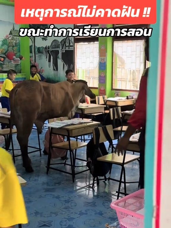 Une vache fait irruption dans la classe et fait peur aux élèves : la vidéo devient virale