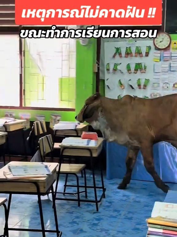 Une vache fait irruption dans la classe et fait peur aux élèves : la vidéo devient virale