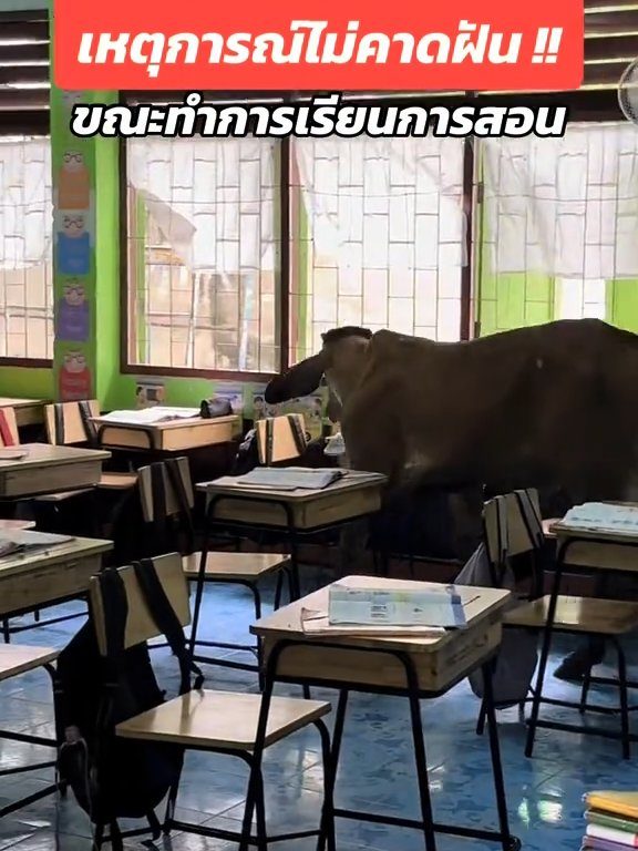 Une vache fait irruption dans la classe et fait peur aux élèves : la vidéo devient virale