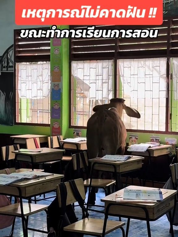 Une vache fait irruption dans la classe et fait peur aux élèves : la vidéo devient virale