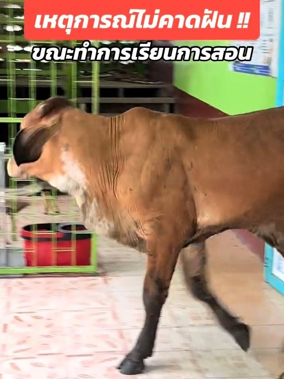 Une vache fait irruption dans la classe et fait peur aux élèves : la vidéo devient virale