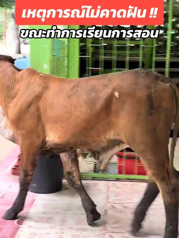 Une vache fait irruption dans la classe et fait peur aux élèves : la vidéo devient virale