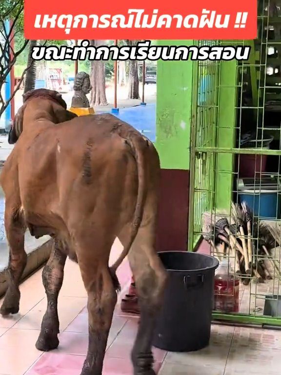 Une vache fait irruption dans la classe et fait peur aux élèves : la vidéo devient virale