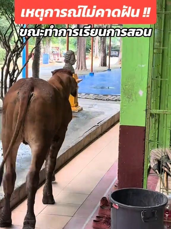 Une vache fait irruption dans la classe et fait peur aux élèves : la vidéo devient virale