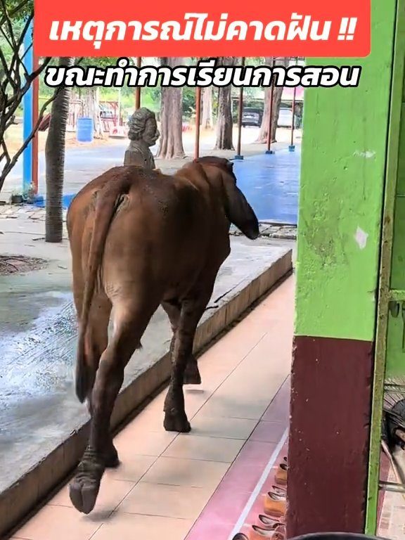 Une vache fait irruption dans la classe et fait peur aux élèves : la vidéo devient virale