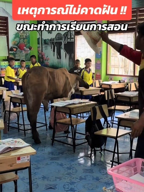 Une vache fait irruption dans la classe et fait peur aux élèves : la vidéo devient virale