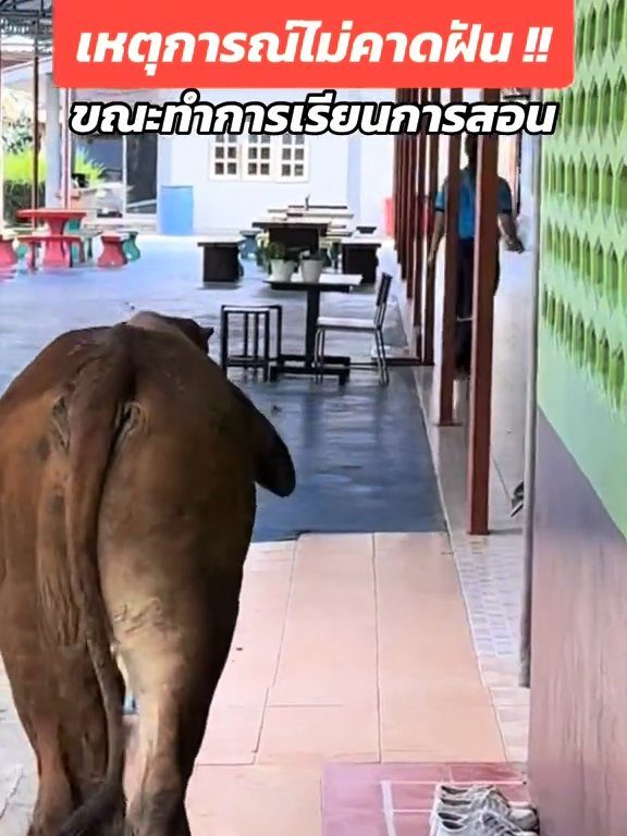 Une vache fait irruption dans la classe et fait peur aux élèves : la vidéo devient virale