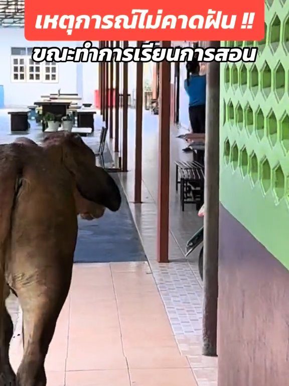 Une vache fait irruption dans la classe et fait peur aux élèves : la vidéo devient virale