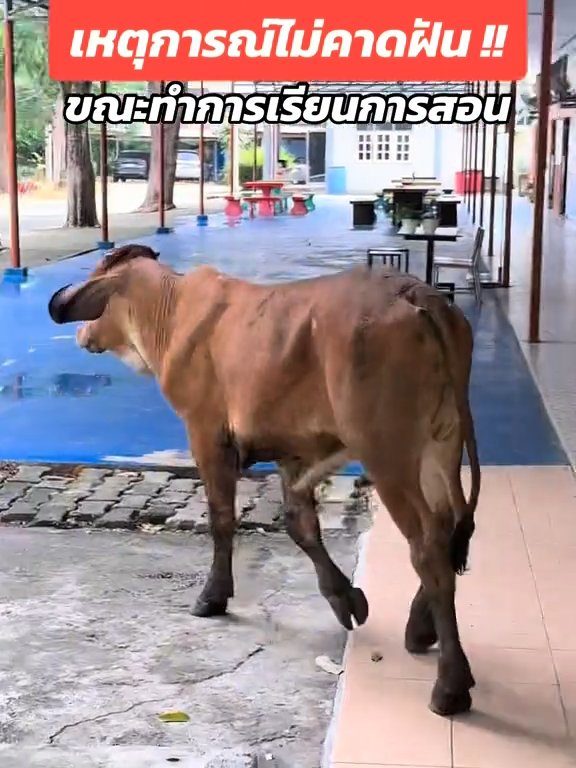 Une vache fait irruption dans la classe et fait peur aux élèves : la vidéo devient virale