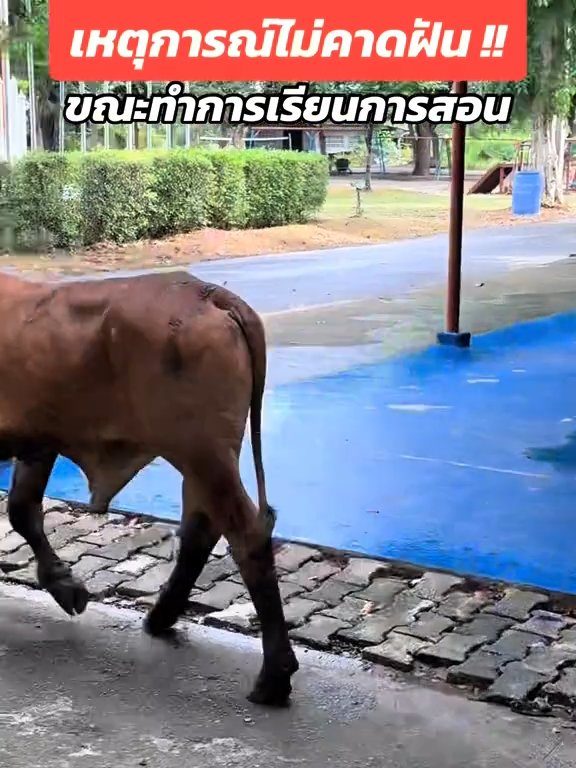 Une vache fait irruption dans la classe et fait peur aux élèves : la vidéo devient virale