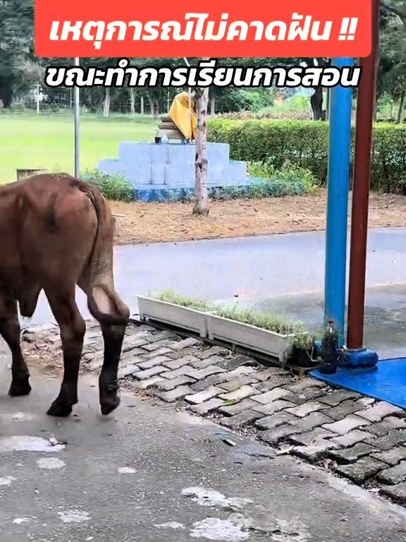 Une vache fait irruption dans la classe et fait peur aux élèves : la vidéo devient virale