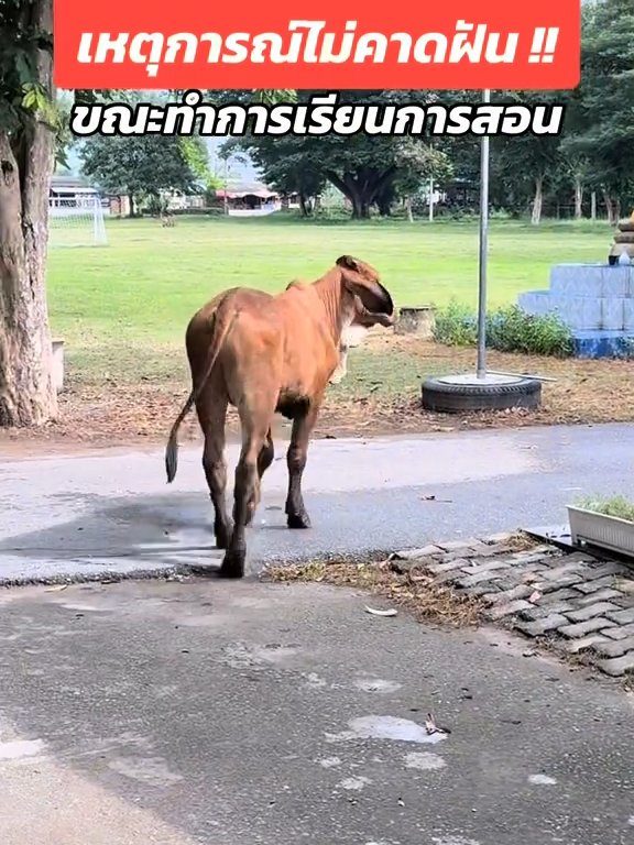 Une vache fait irruption dans la classe et fait peur aux élèves : la vidéo devient virale