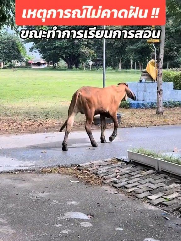 Une vache fait irruption dans la classe et fait peur aux élèves : la vidéo devient virale