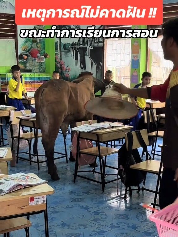 Une vache fait irruption dans la classe et fait peur aux élèves : la vidéo devient virale