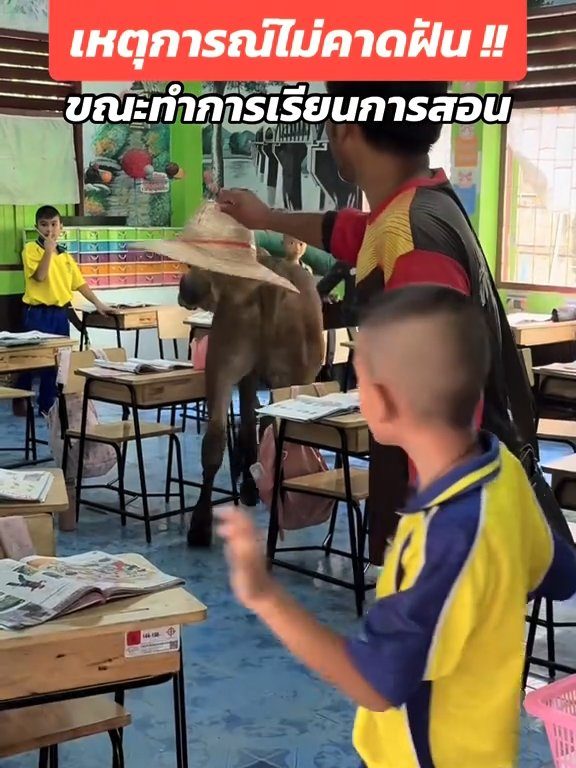 Une vache fait irruption dans la classe et fait peur aux élèves : la vidéo devient virale