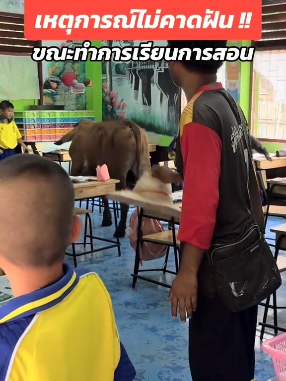 Une vache fait irruption dans la classe et fait peur aux élèves : la vidéo devient virale