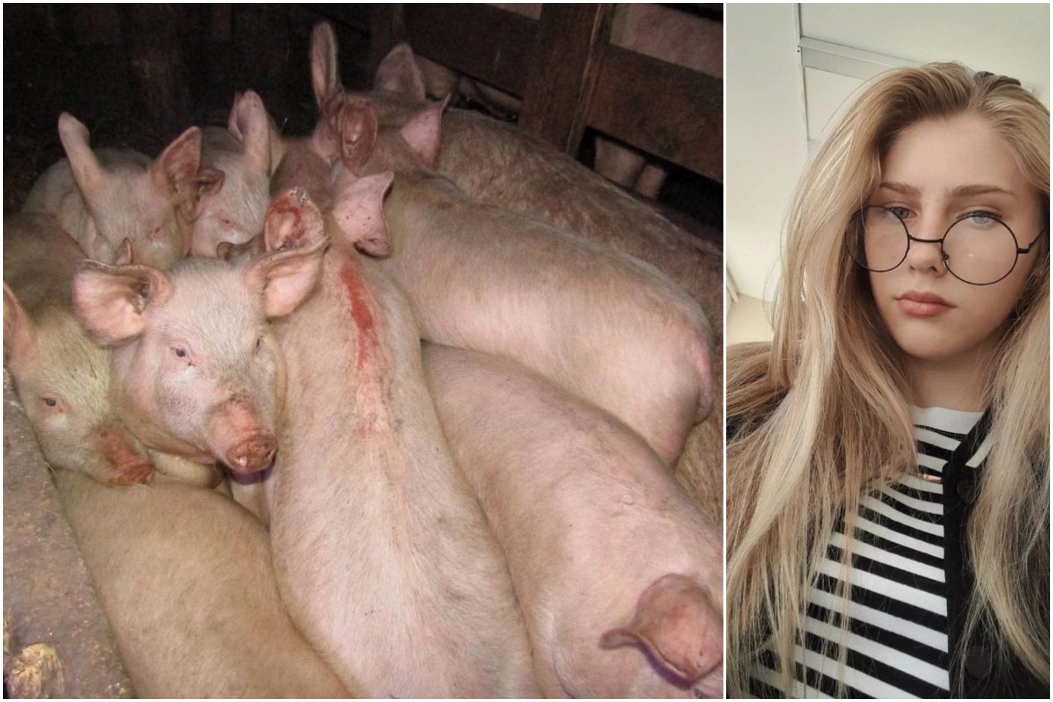 Une truie enragée mord une jeune de 17 ans et un troupeau de porcs la dévore