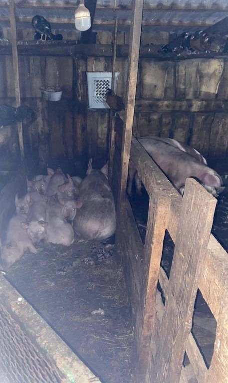 Scrofa inferocita azzanna una 17enne il branco di maiali la divora