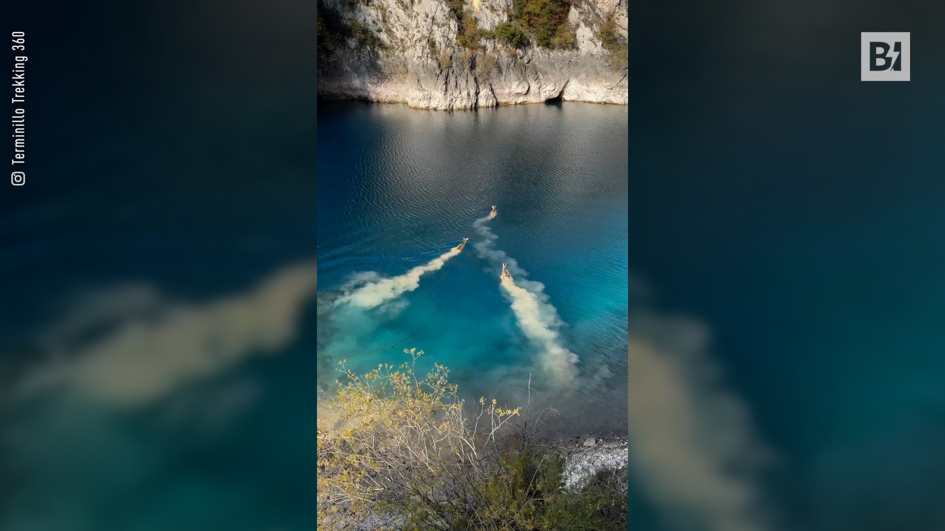 Abruzzo, gruppo di cervi avvistato mentre nuota nel…