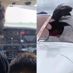 Geier zerschmettert Windschutzscheibe eines Flugzeugs, Pilot landet auf wundersame Weise