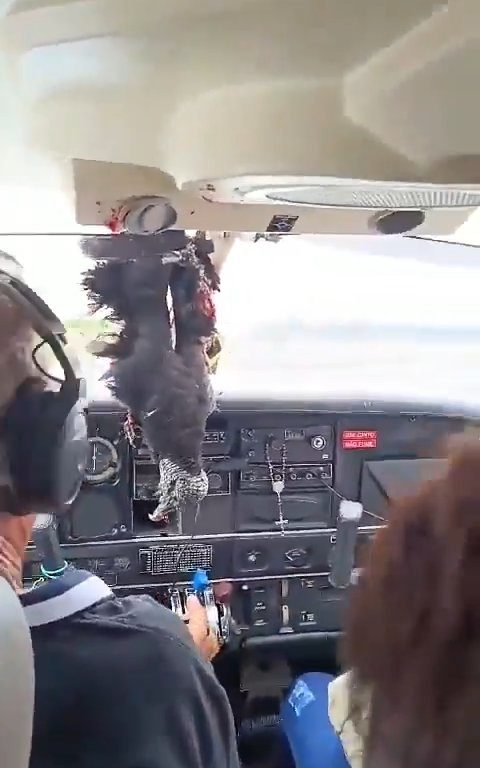 Avvoltoio sfonda parabrezza di un aereo, miracoloso atterraggio del pilota