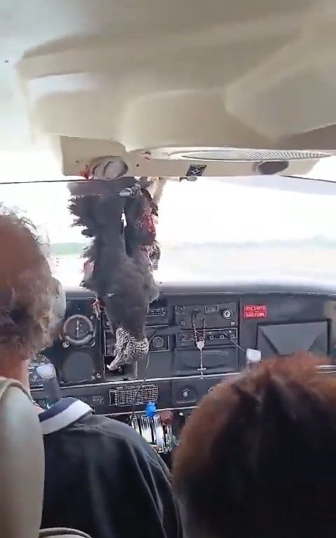 Avvoltoio sfonda parabrezza di un aereo, miracoloso atterraggio del pilota