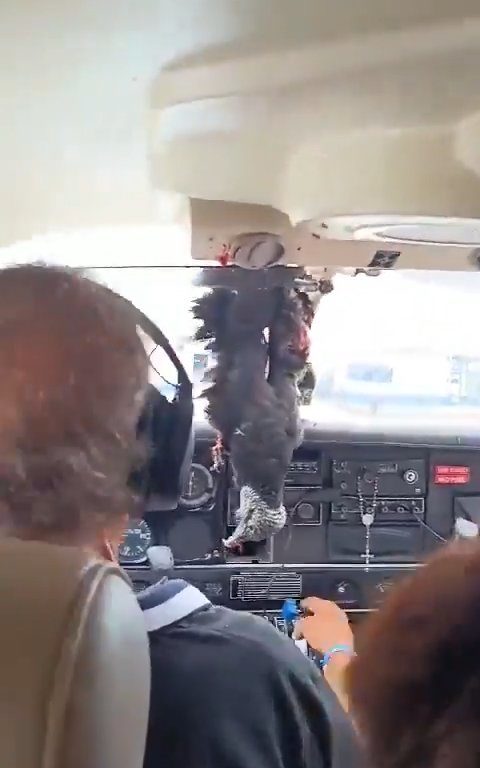 Avvoltoio sfonda parabrezza di un aereo, miracoloso atterraggio del pilota