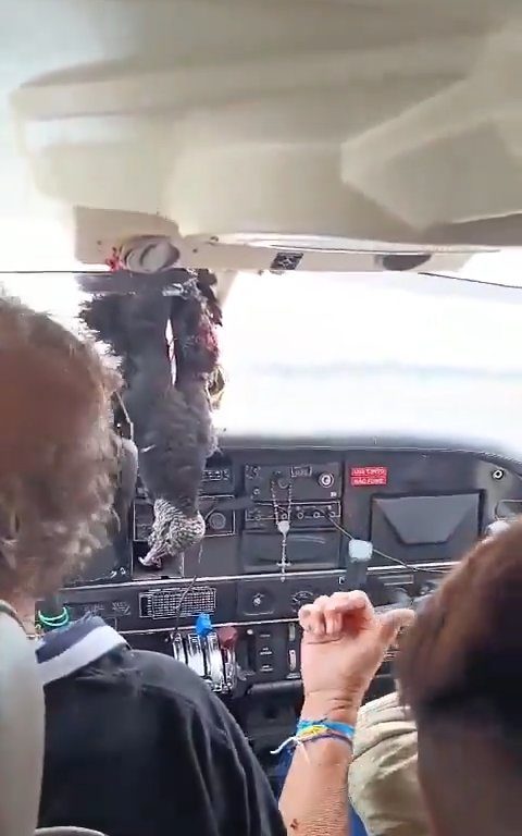 Avvoltoio sfonda parabrezza di un aereo, miracoloso atterraggio del pilota