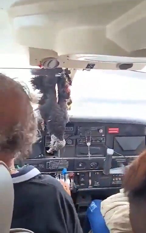 Avvoltoio sfonda parabrezza di un aereo, miracoloso atterraggio del pilota