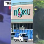 Bear betritt die Metzgerei eines Supermarkts und verprügelt einen niedergeschlagenen Angestellten