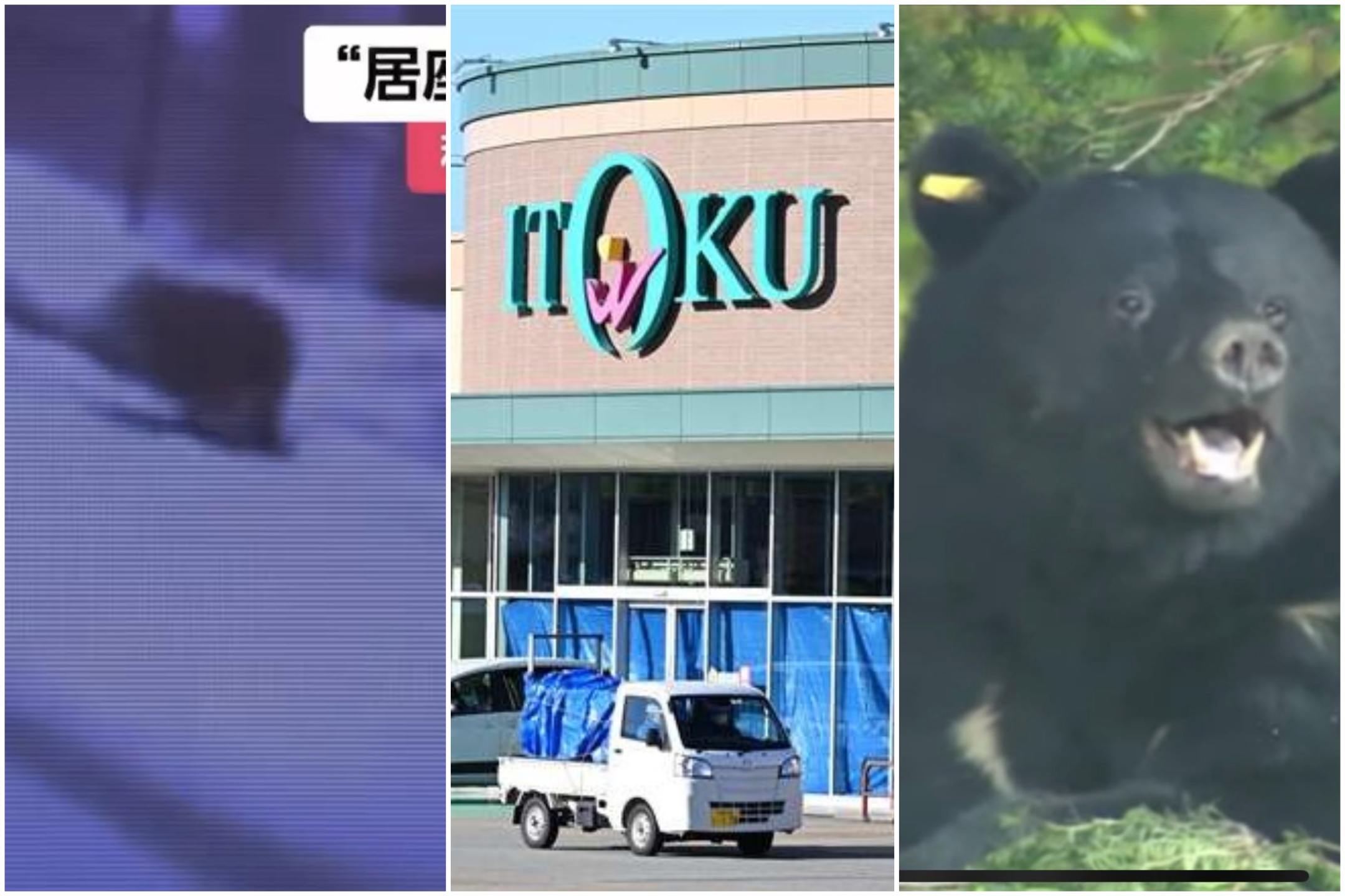 Un ours entre dans la boucherie d'un supermarché et s'en prend à un employé abattu