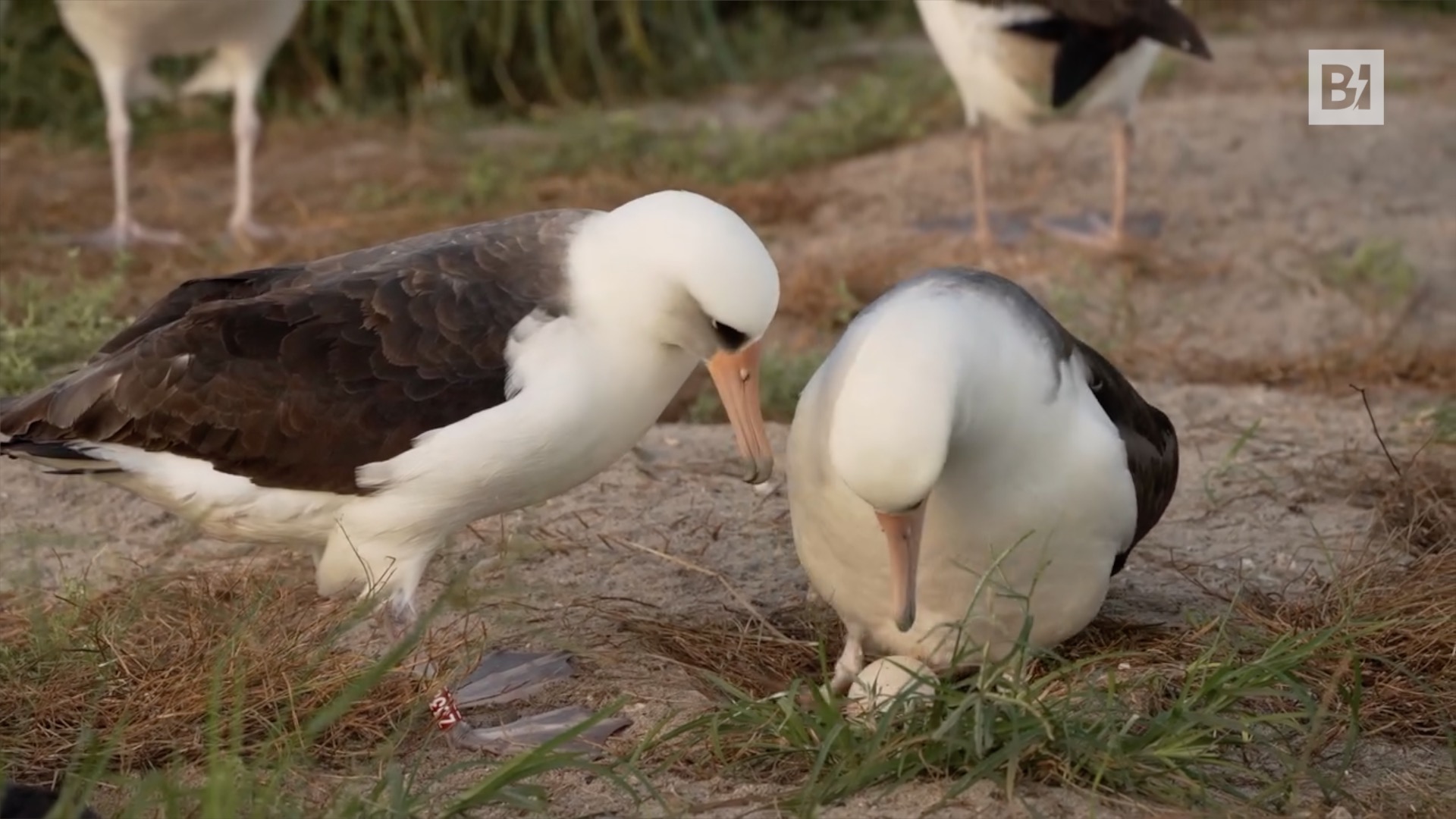 L’uccello più vecchio al mondo depone un uovo…