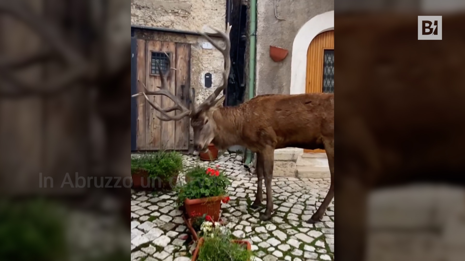 Abruzzen, entlang der Straßen des kleinen Dorfes erscheint…