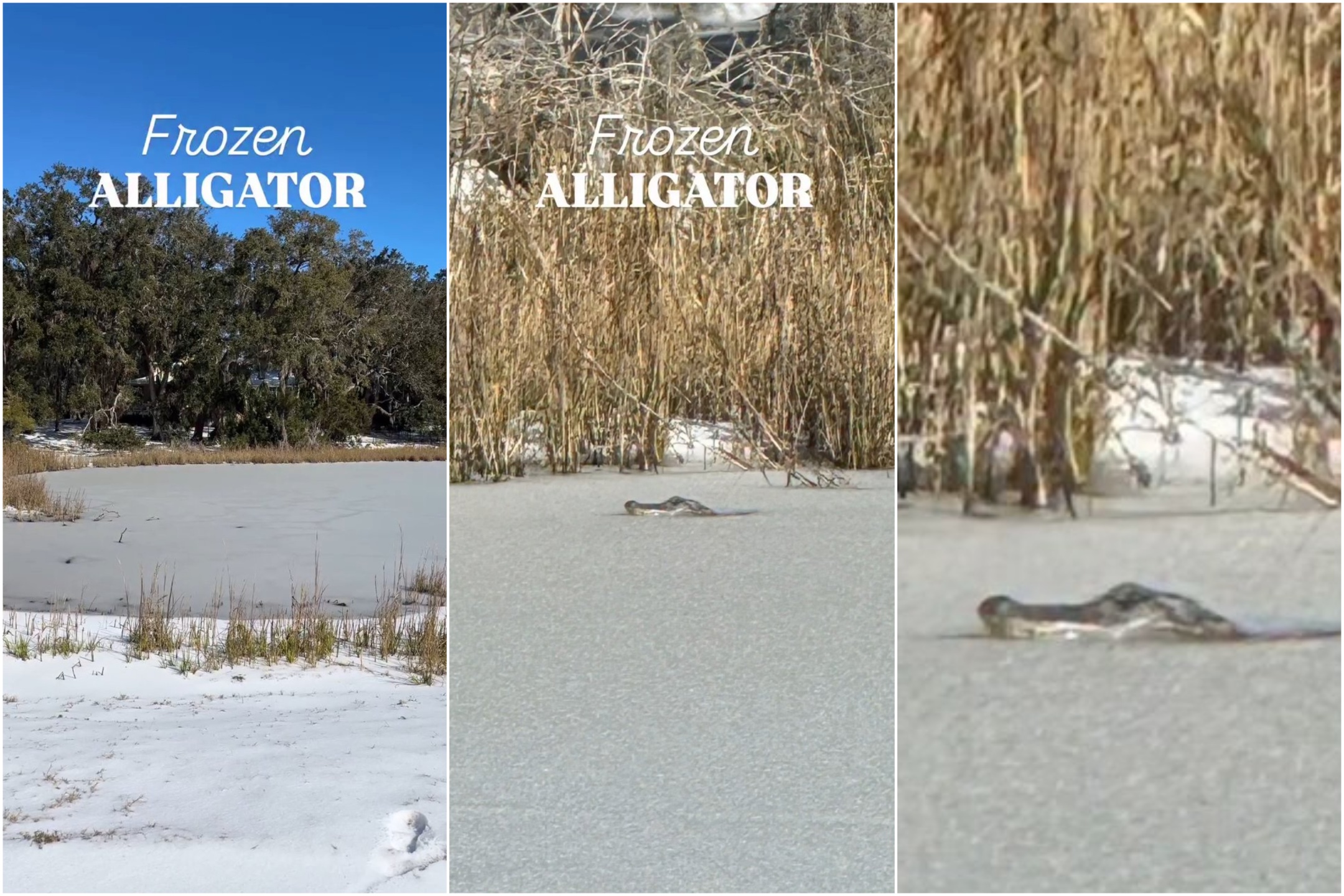 Gefrorener Alligator im Teich: eingefroren in der klirrenden Kälte