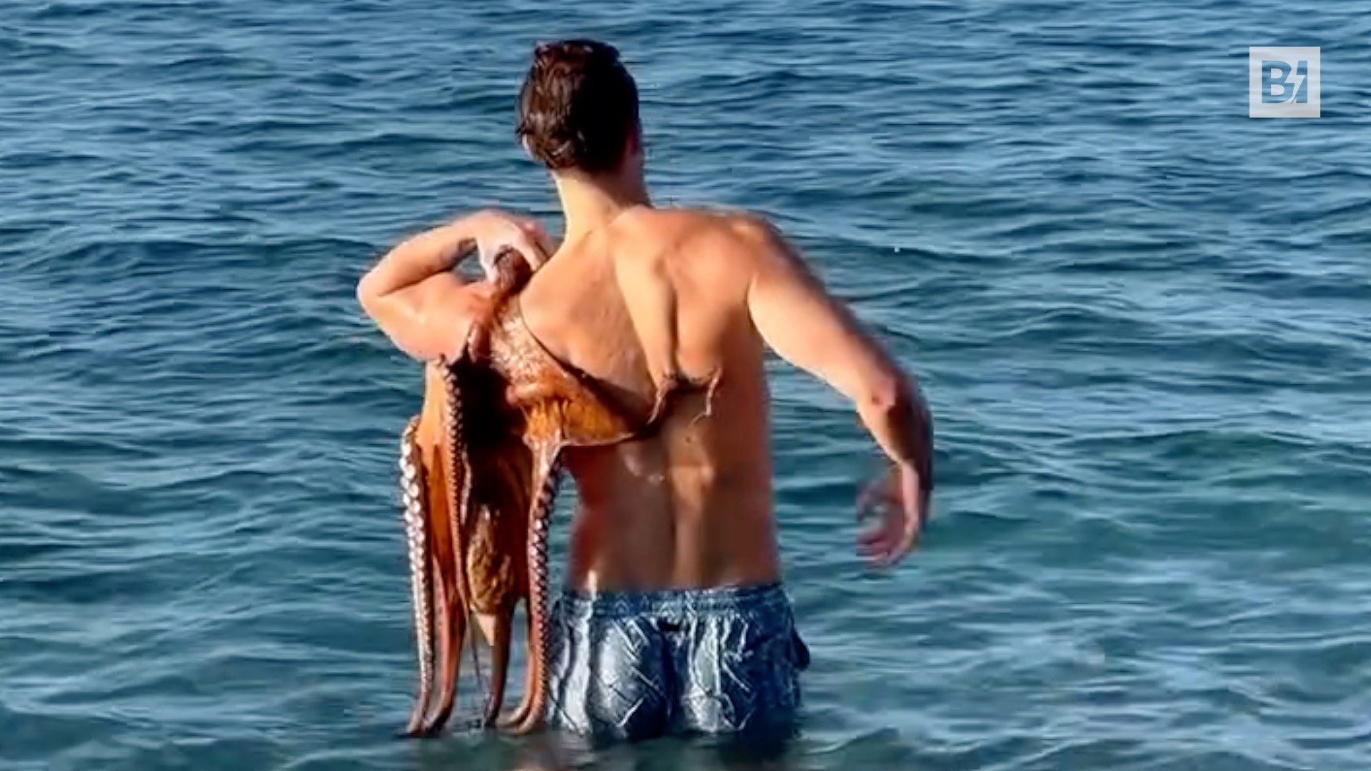 Pulpo gigante se aferra a modelo italiana: El encuentro…