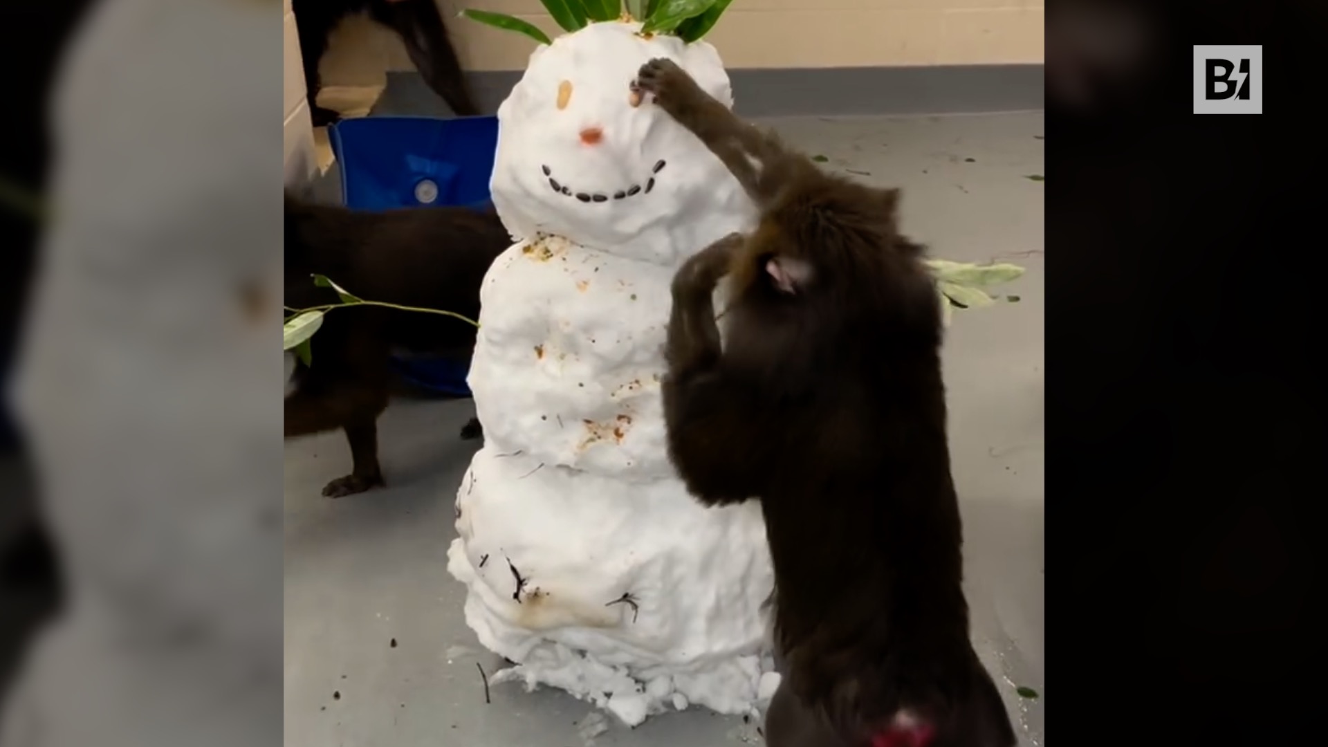 El muñeco de nieve queda inconsciente por…