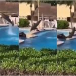 Delfin stirbt während einer Show vor Publikum: Schockierendes Video