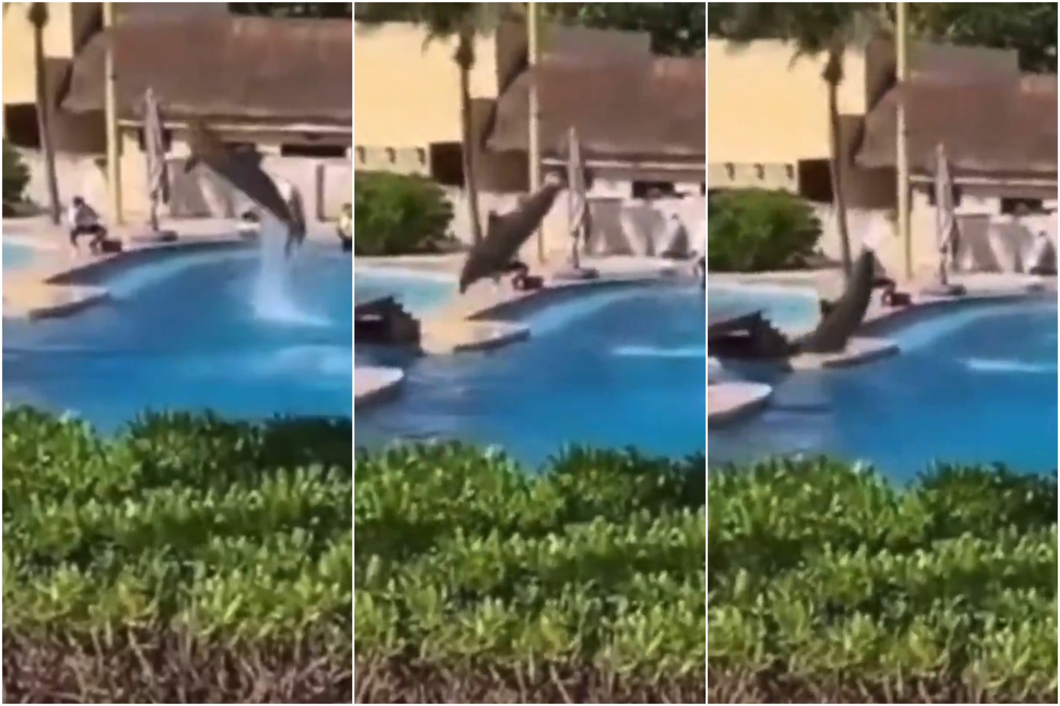 Delfín muere durante espectáculo frente a público: impactante video