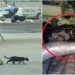 Un chat prend un avion de Ryanair en « otage » à Rome pendant deux jours : l’incroyable histoire