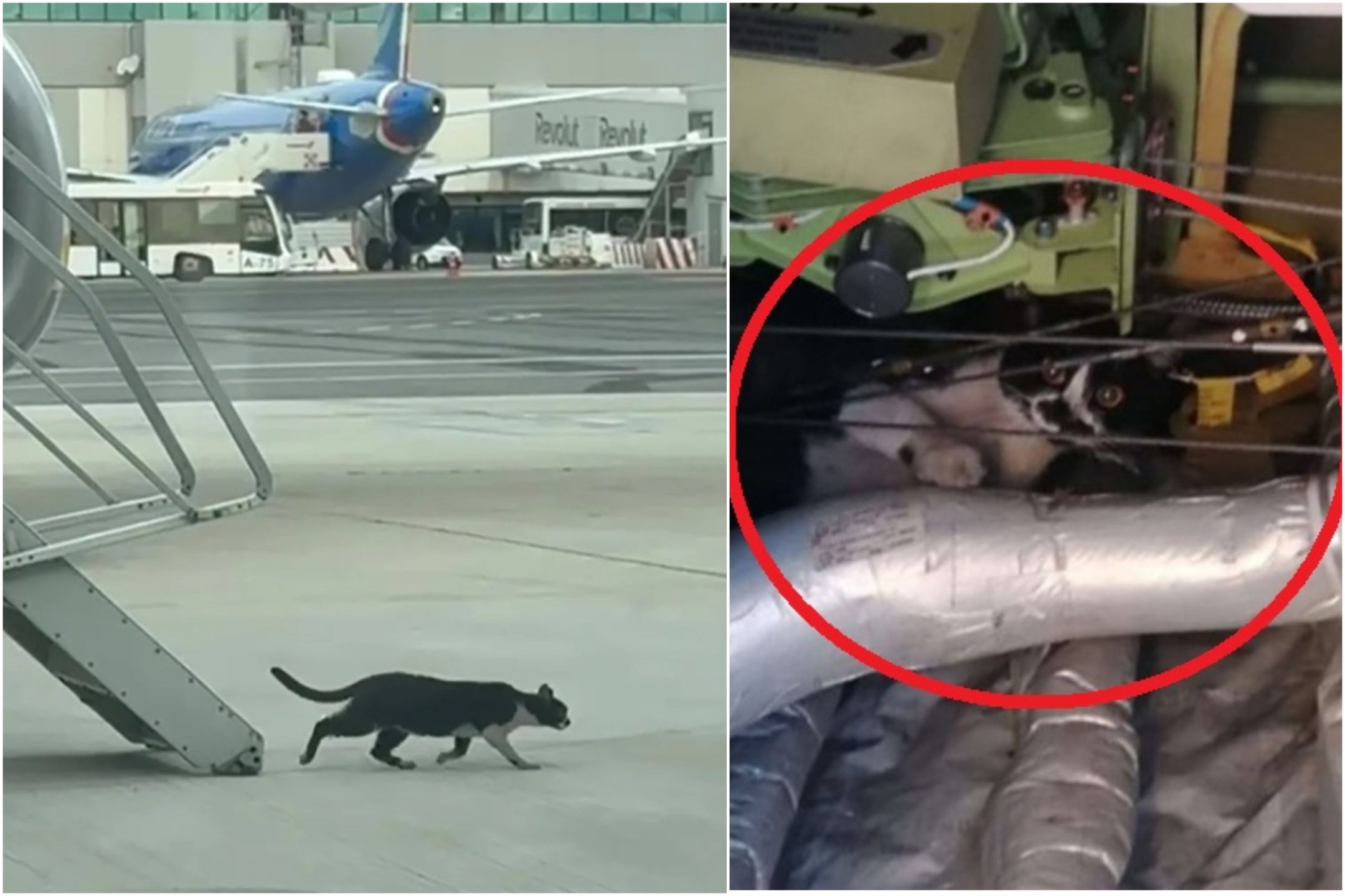 Gato toma un avión como “rehén”…